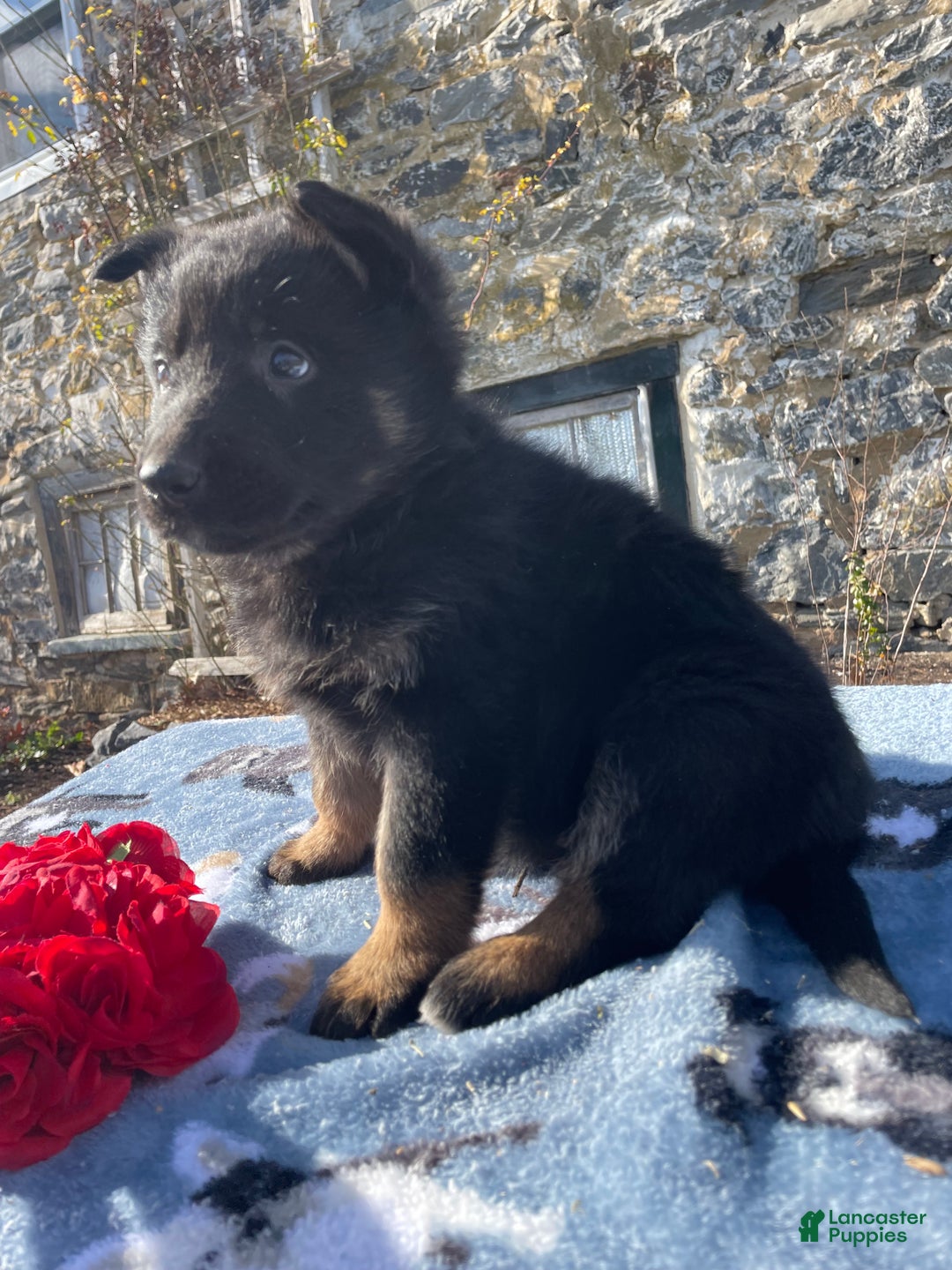 German Shepherd dogs for sale: Belle - Ad 2
