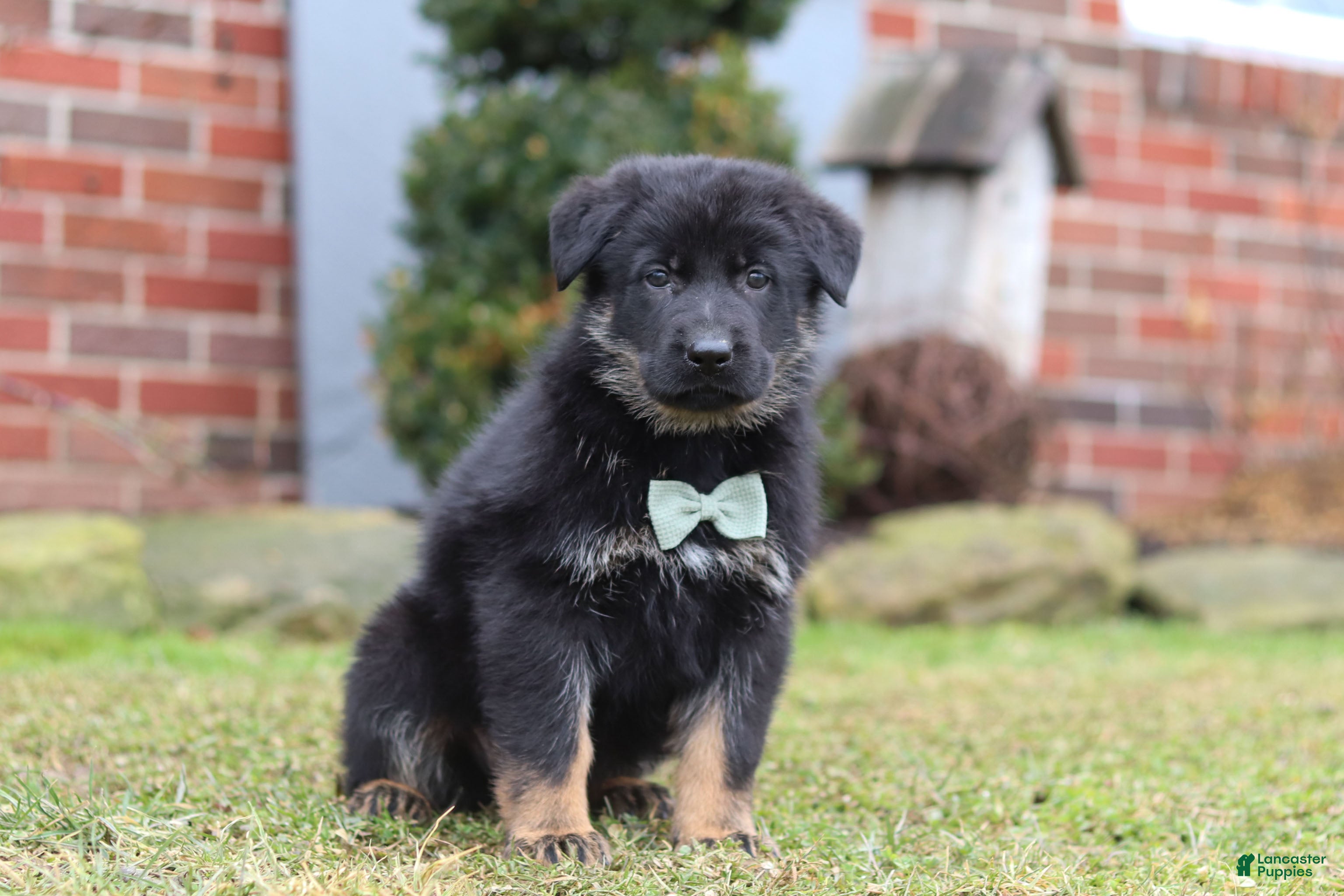 German Shepherd dogs Alex - Ad 2