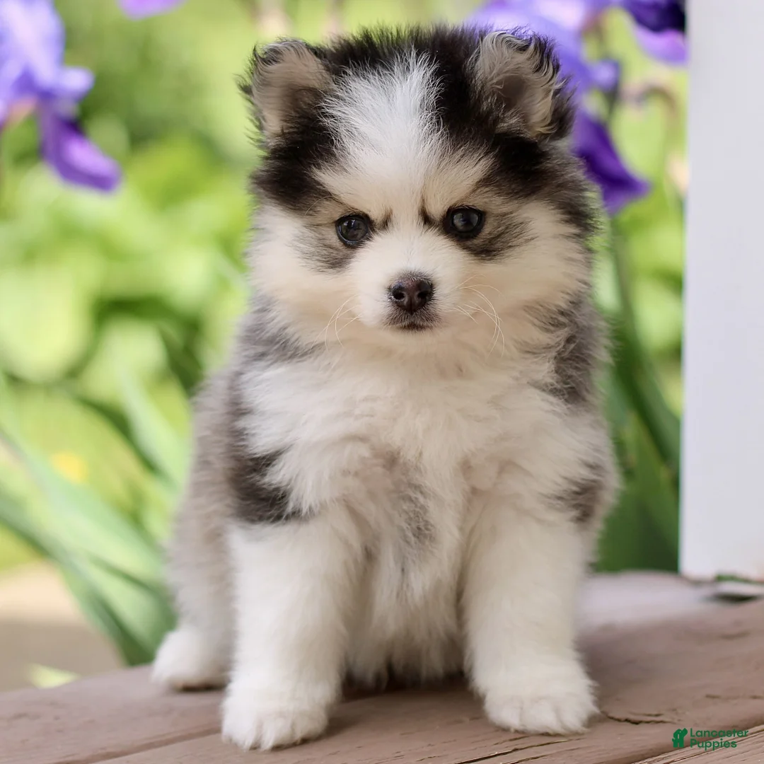 Pomsky dogs for sale: Malcom - Ad 1