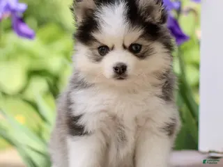 Pomsky dogs for sale: Malcom - Ad 2