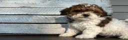 Shihpoo dogs for sale: Arnold - Ad 3