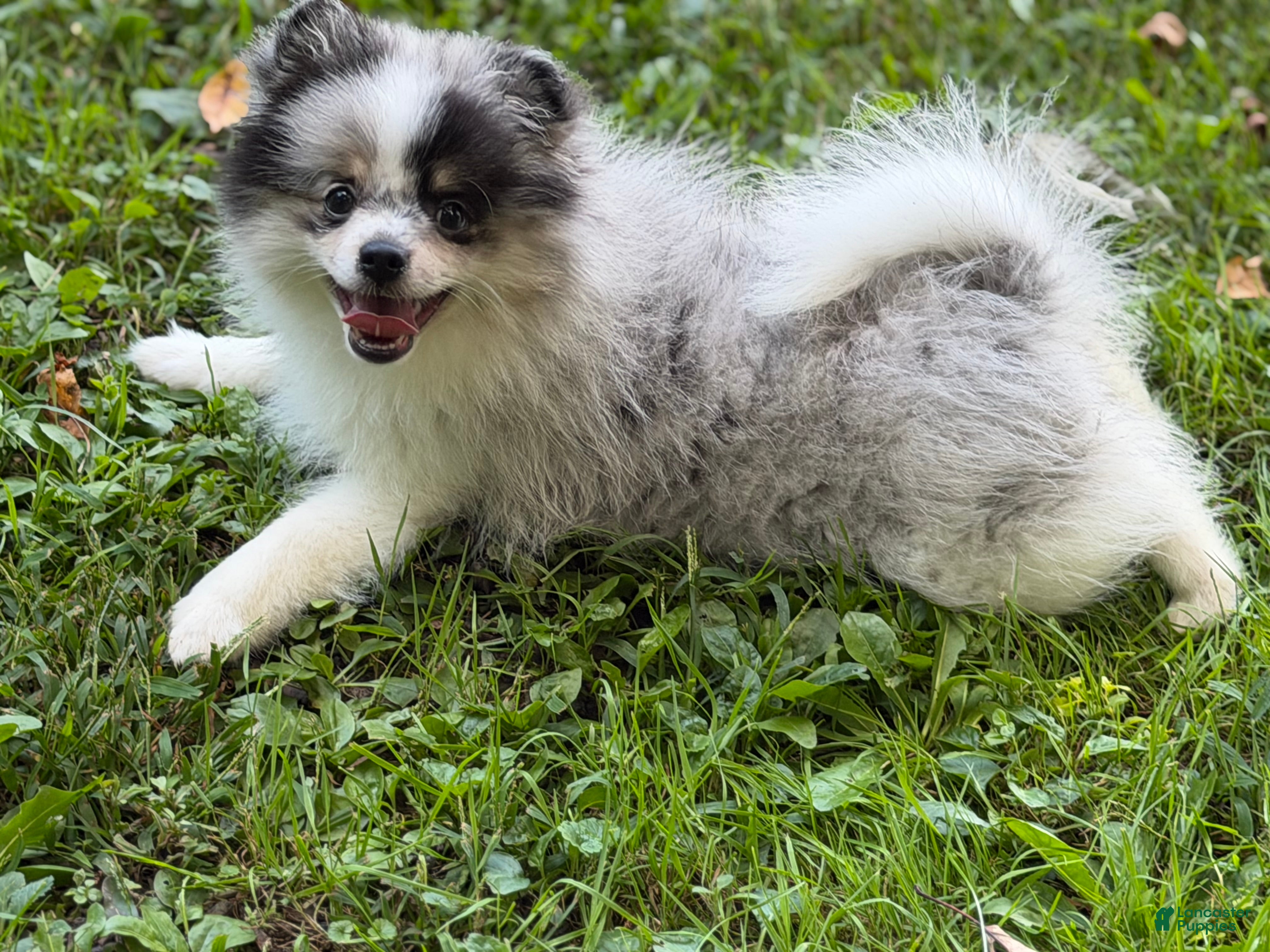 Pomeranian dogs Gizmo - Ad 2
