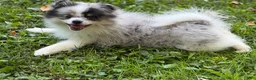 Pomeranian dogs for sale: Gizmo - Ad 2