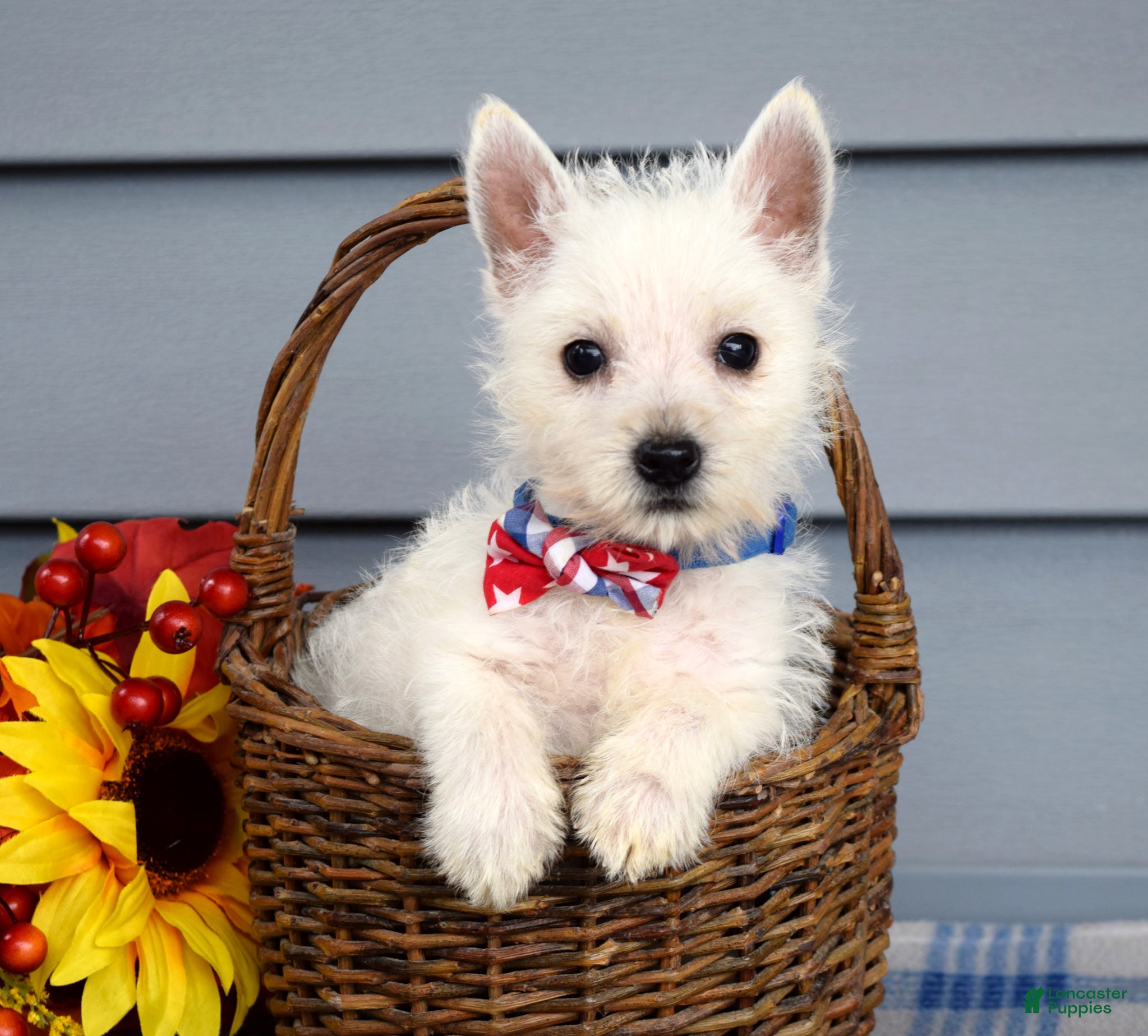 West Highland Terrier dogs for sale: Max - Ad 1