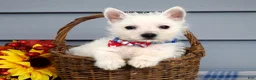 West Highland Terrier dogs for sale: Max - Ad 1