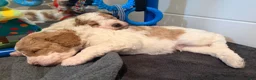 Standard Poodle dogs for sale: Spain - Ad 4