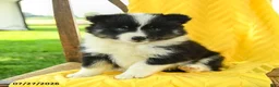 Pomsky dogs for sale: Rory - Ad 4