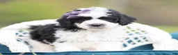 Maltipoo dogs for sale: Zoie - Ad 5