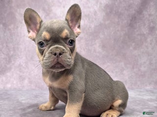French Bulldog dogs - Ad 41