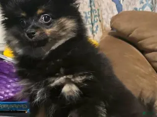 Pomapoo dogs Little Bear - Ad 25