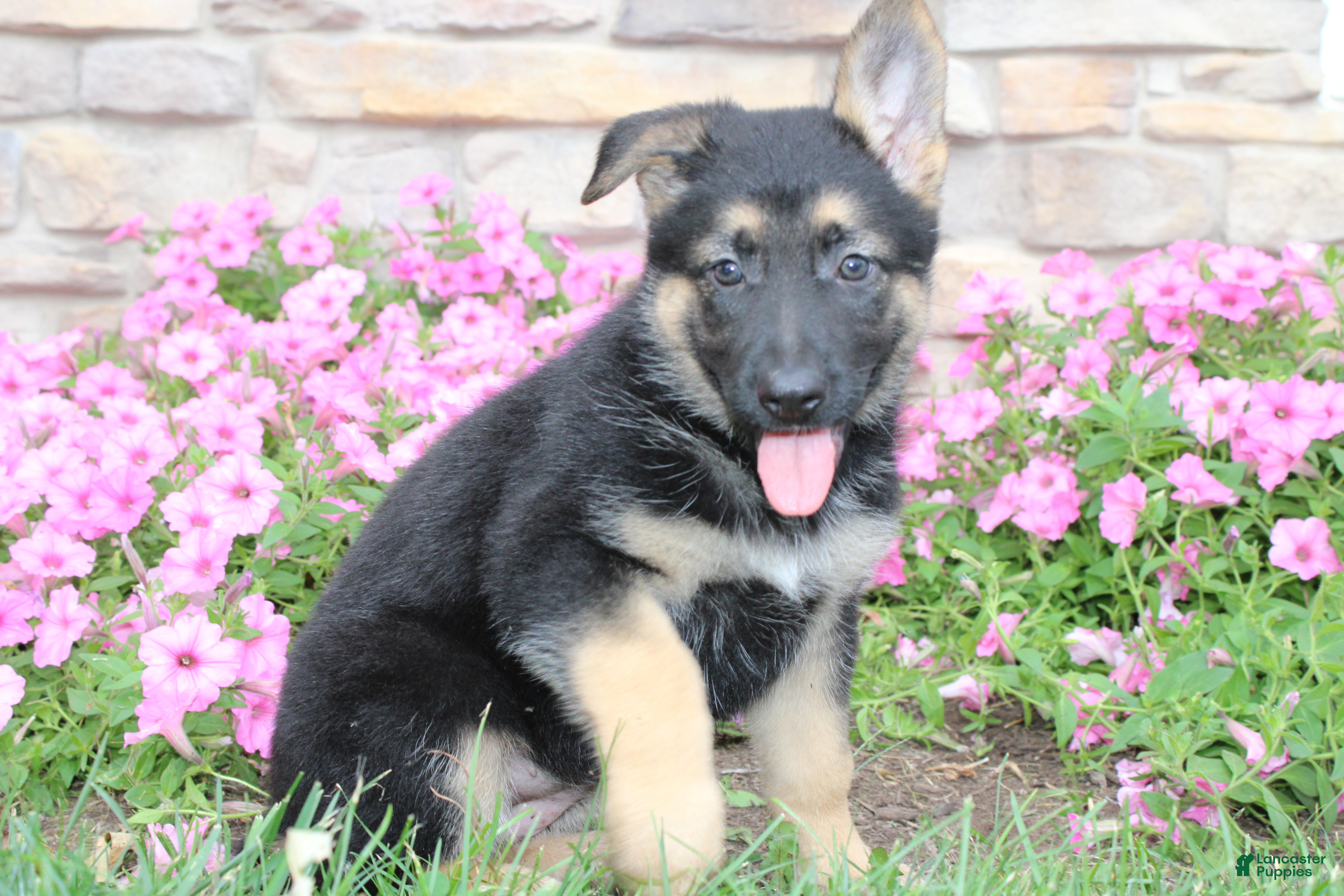 German Shepherd dogs Harper - Ad 1