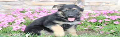 Harper