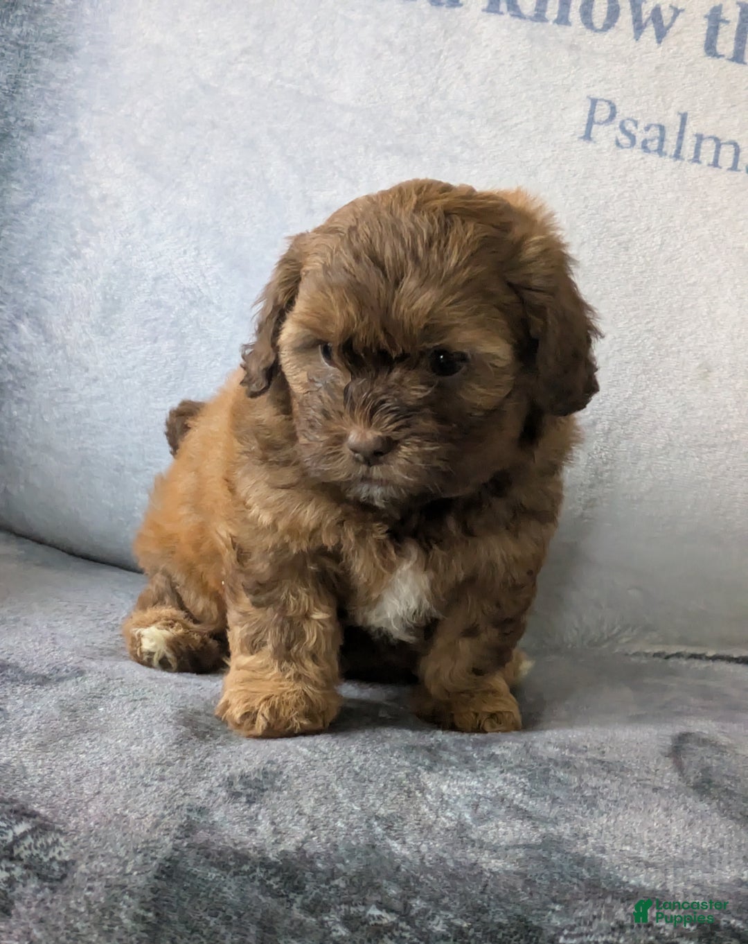 Shihpoo dogs for sale: Grace Lynn - Ad 1