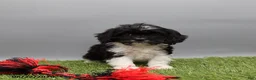 Cockapoo dogs for sale: Trixie - Ad 6