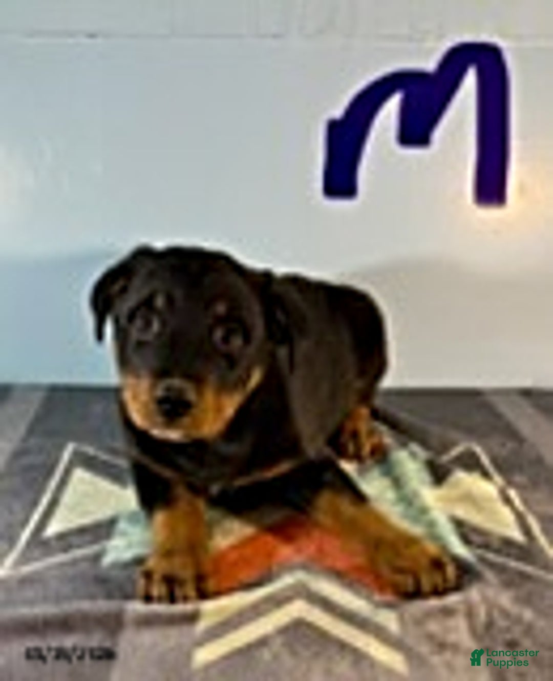 Rottweiler dogs for sale: Shawn - Ad 1