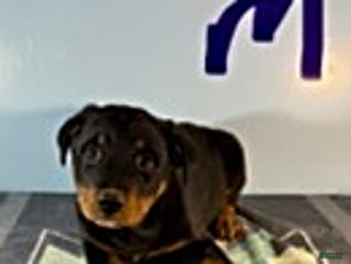 Rottweiler dogs Shawn - Ad 33