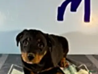 Rottweiler dogs Shawn - Ad 39