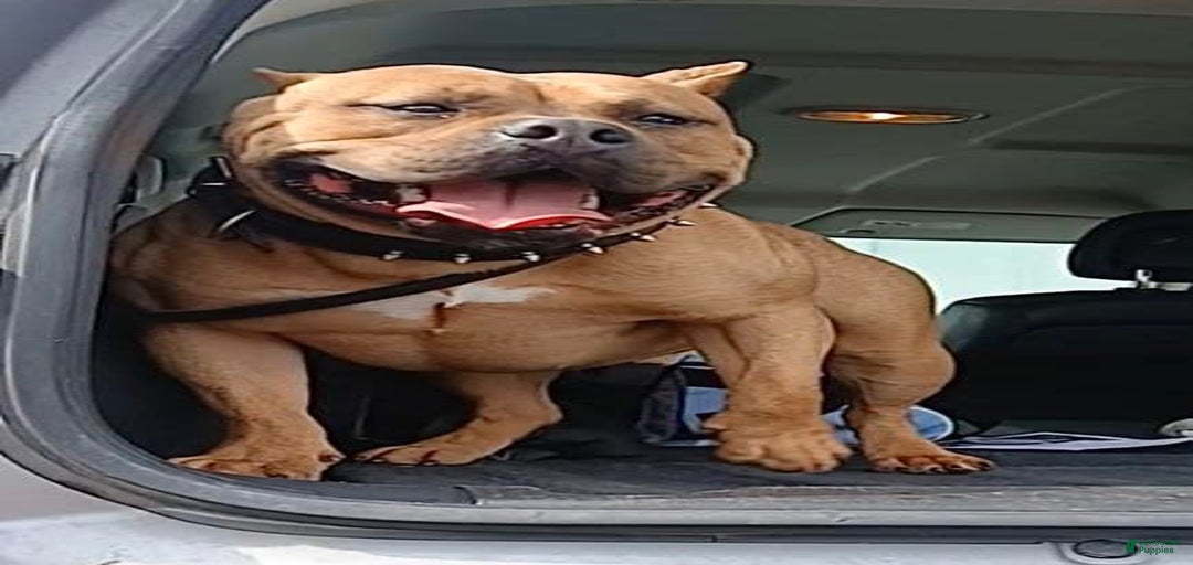 Gallery Image {{count}}