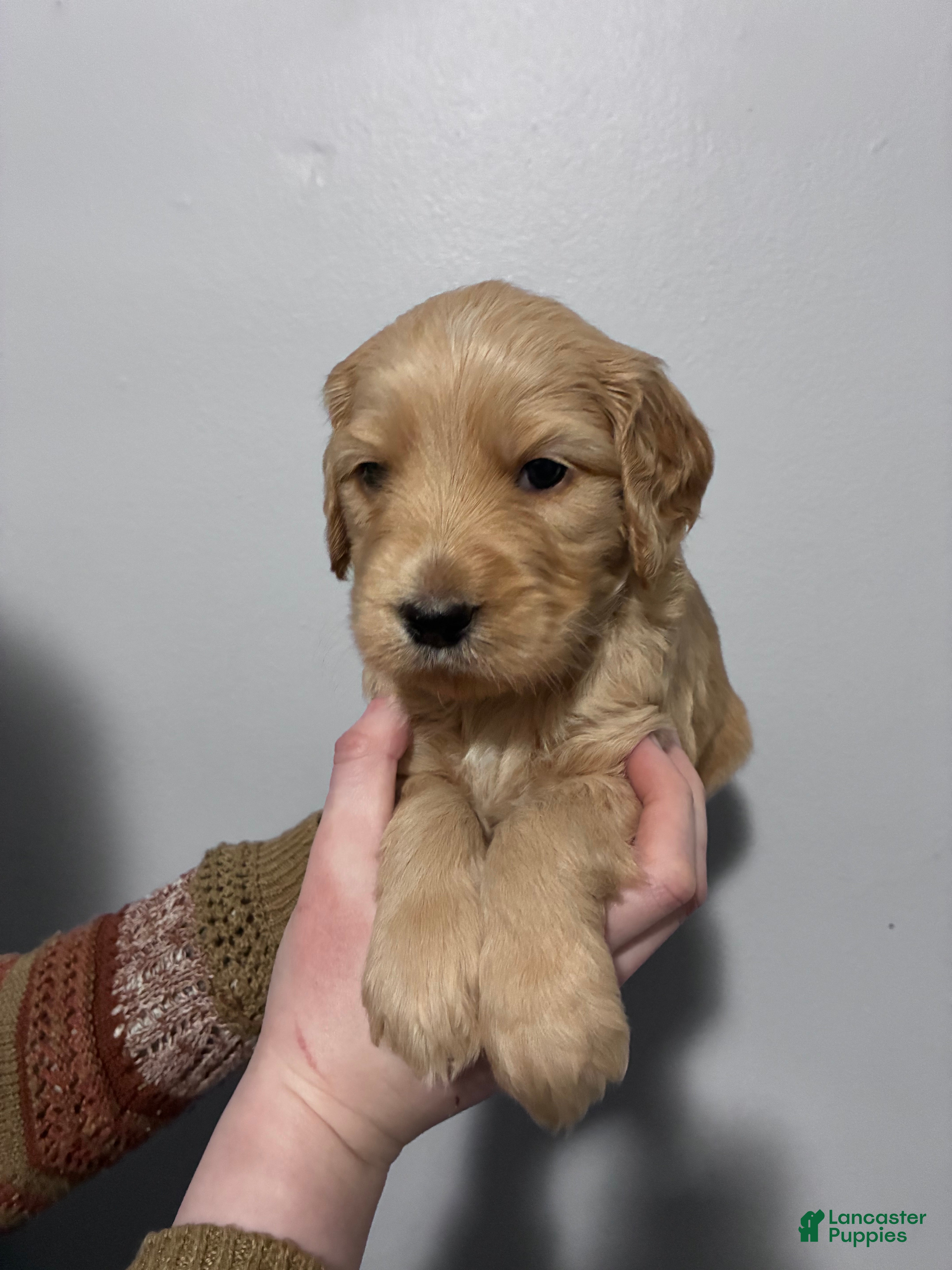 Mixed Breed dogs Silas - Ad 27