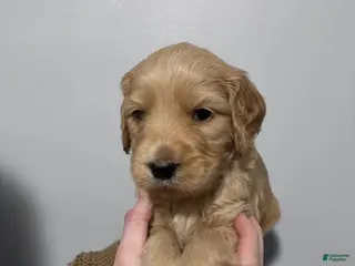 Mixed Breed dogs Silas - Ad 27