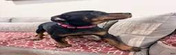 Rottweiler dogs for sale: Red collar boy - Ad 5