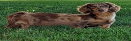 Miniature Dachshund dogs for sale: Coco - Ad 14