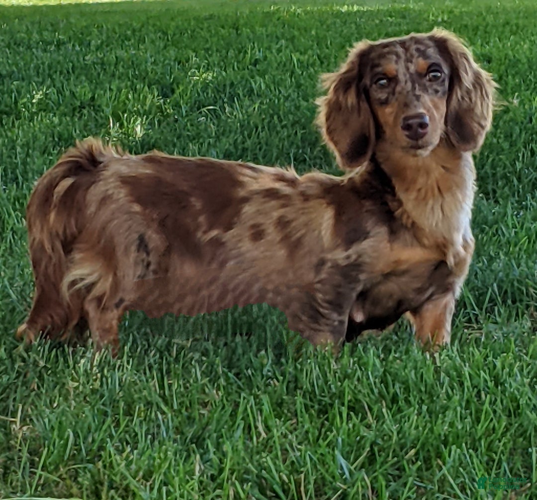 Miniature Dachshund dogs for sale: Coco - Ad 14