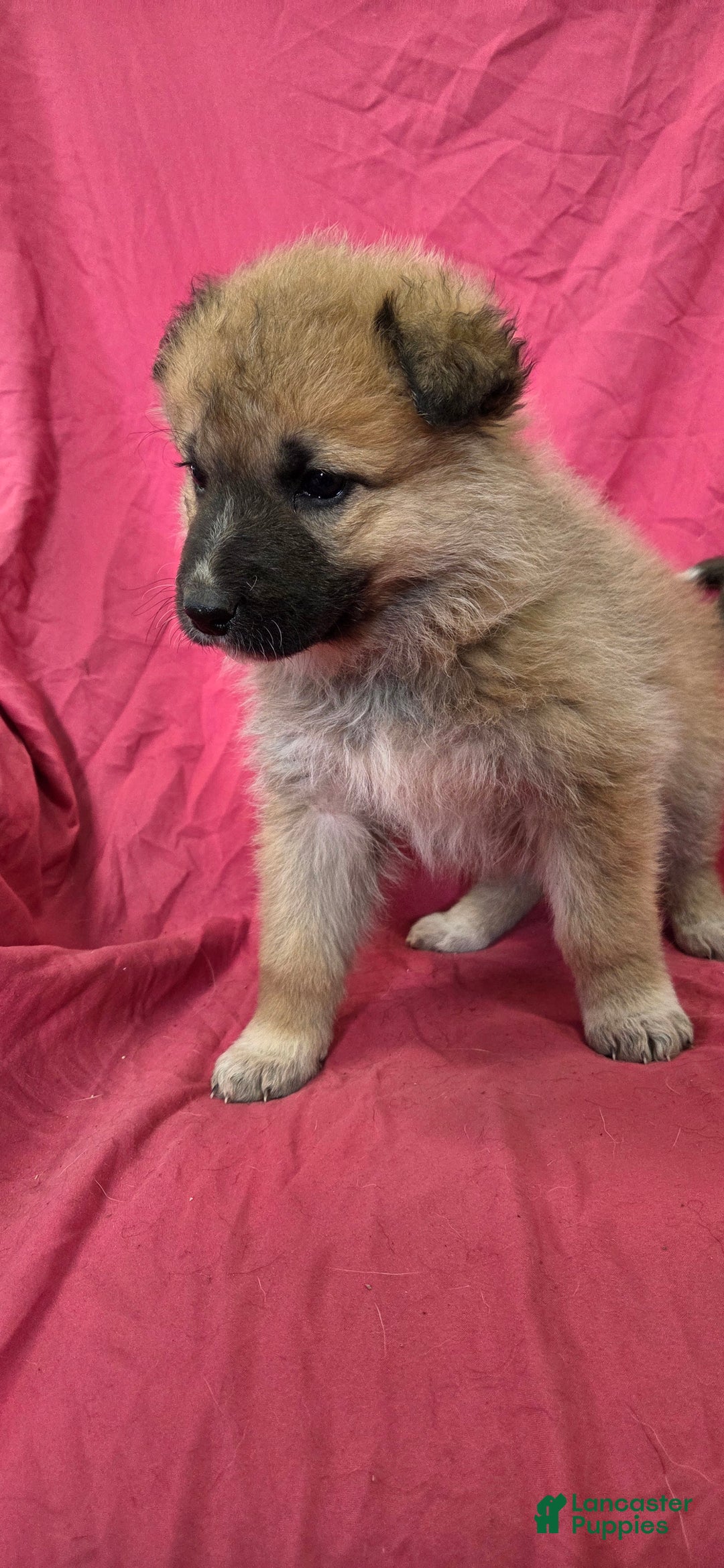 Mixed Breed dogs for sale: Jane - Ad 2