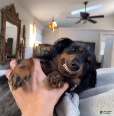 Daphne