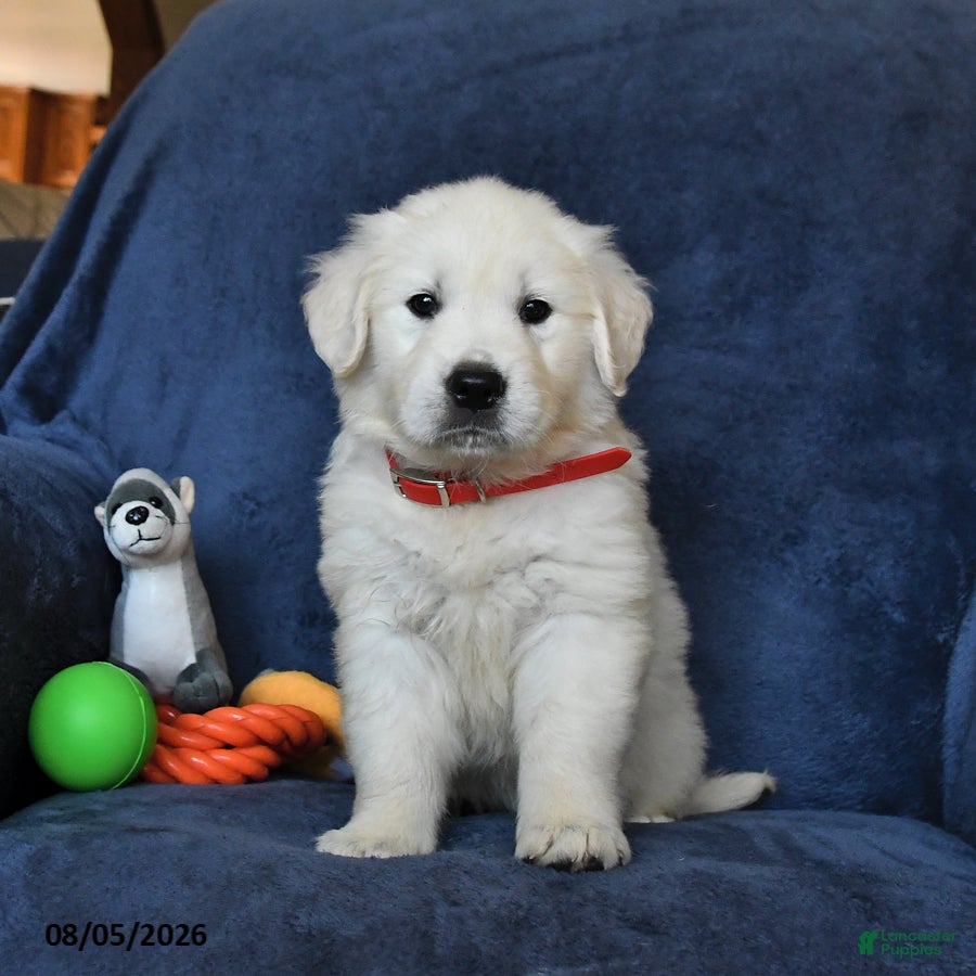 Golden Retriever dogs Breeze - Ad 2