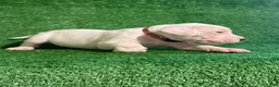 Dogo Argentino dogs for sale: Pink female - Ad 4