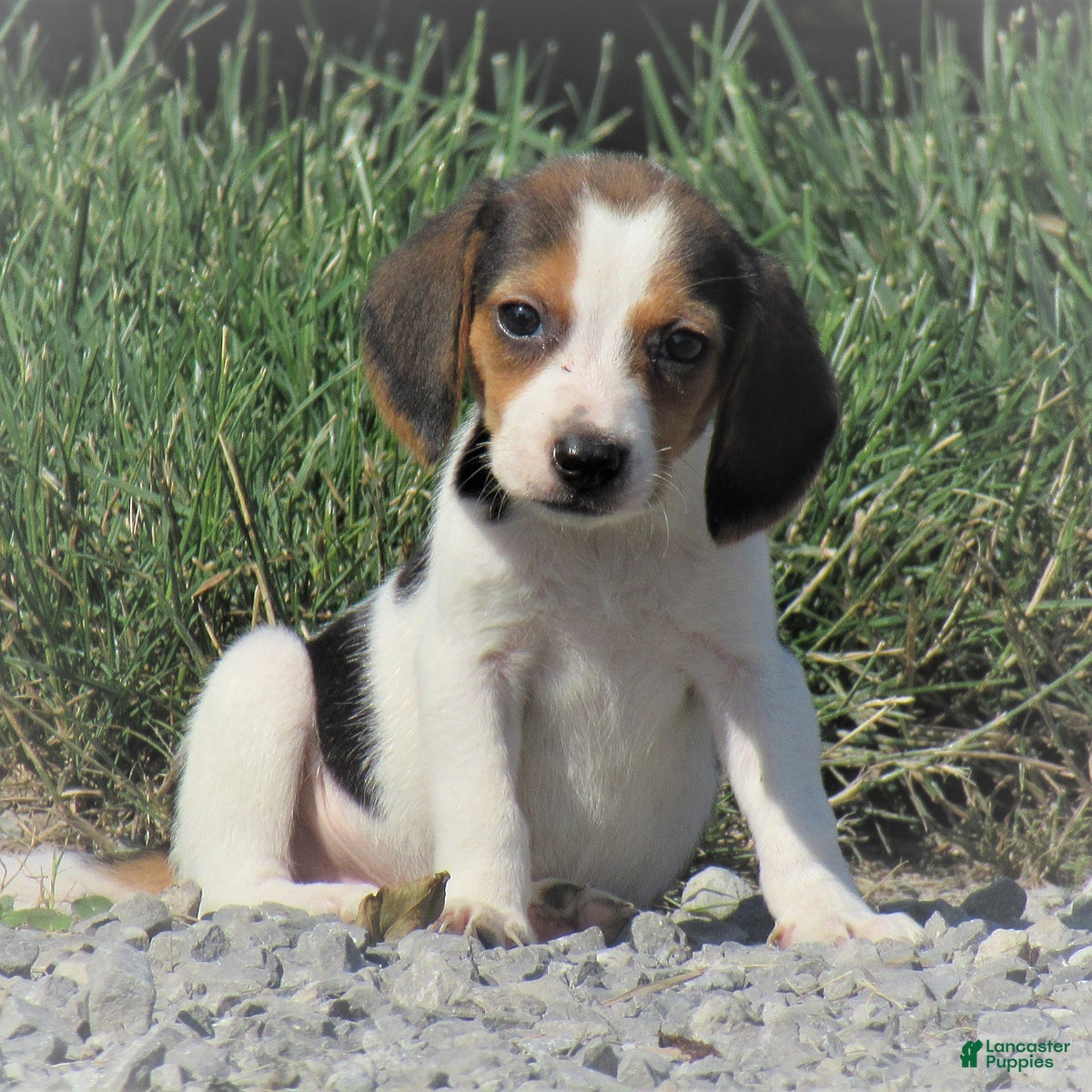 Beagle dogs Cheerios - Ad 12