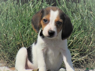 Beagle dogs Cheerios - Ad 25