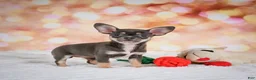 Chihuahua dogs for sale: Maggie - Ad 8
