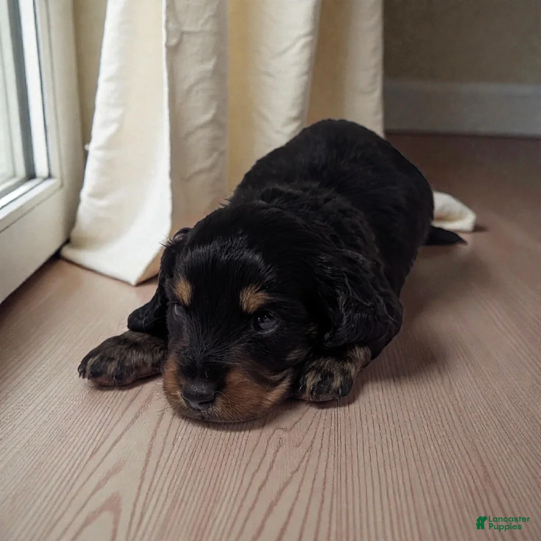 Miniature Dachshund dogs for sale: Sandy - Ad 1