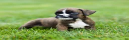 Boxer dogs for sale: Lester Boxer Puppy  - Ad 9