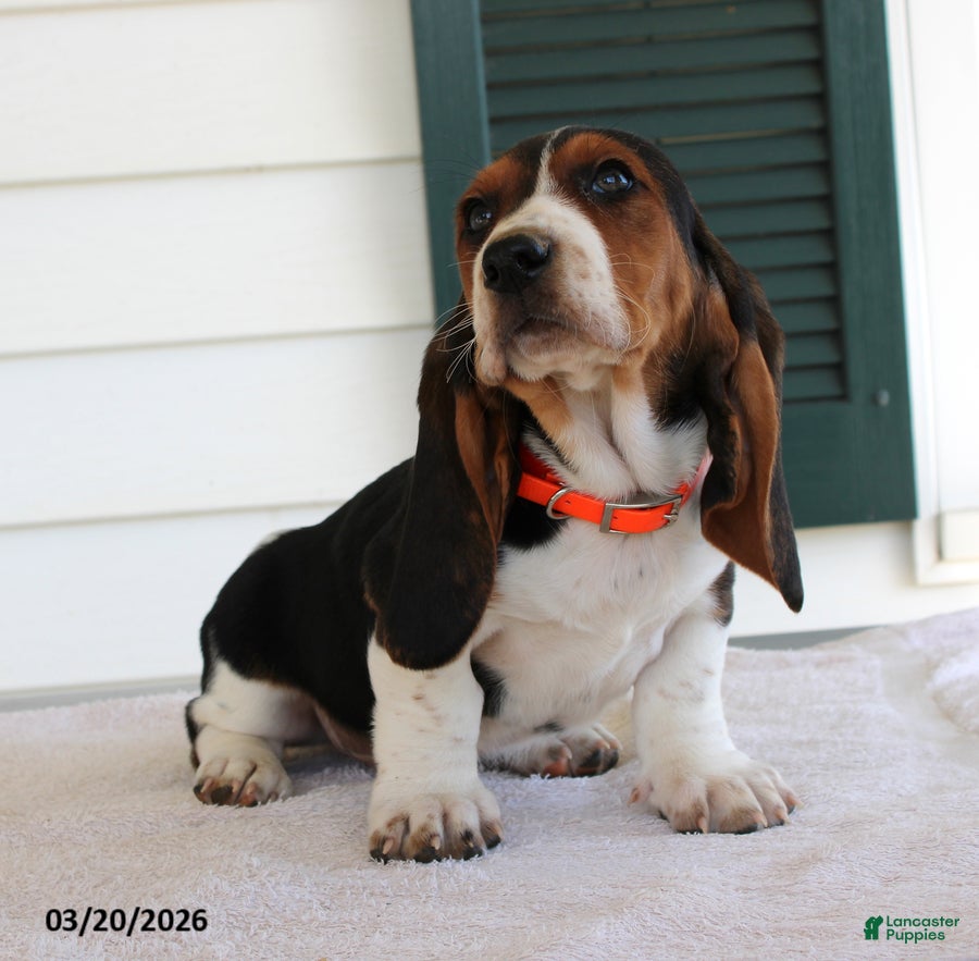 Basset Hound dogs Storm - Ad 2