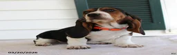 Basset Hound dogs for sale: Storm - Ad 2