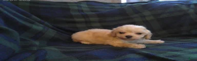 Spike---Maltipoo male, in home raised, non-shedding
