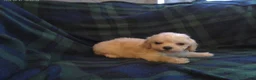 Maltipoo dogs for sale: Spike---Maltipoo male, in home raised, non-shedding - Ad 1