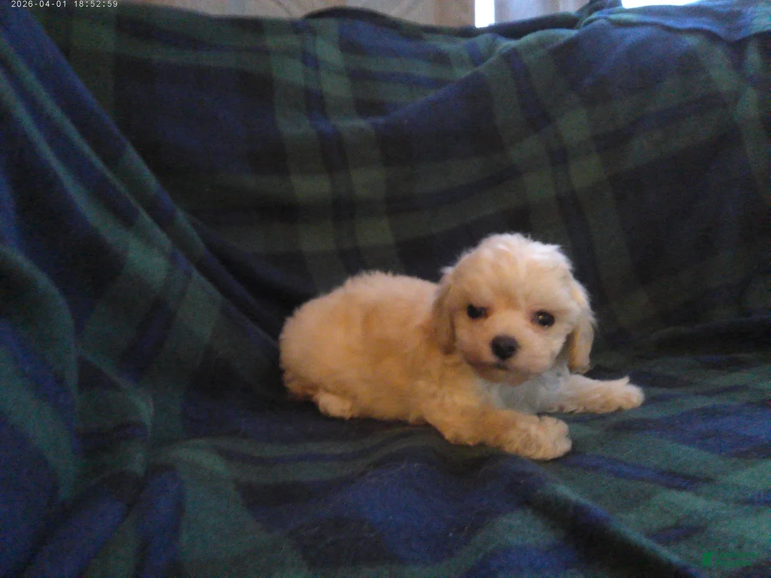 Maltipoo dogs for sale: Spike---Maltipoo male, in home raised, non-shedding - Ad 1