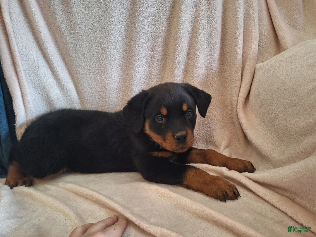 Rottweiler dogs for sale: Rottweiler Puppy 5 - Ad 1