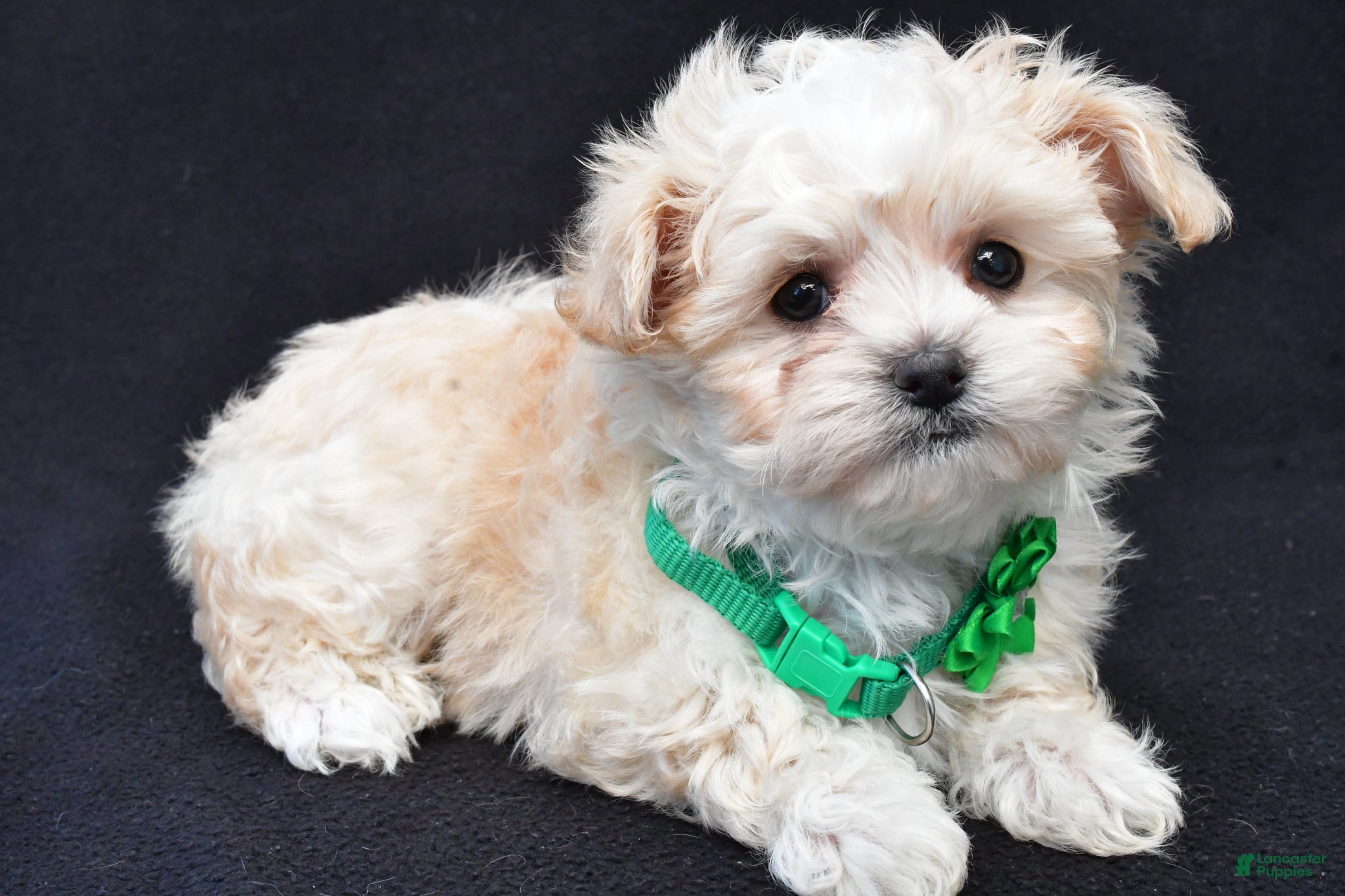 Maltipoo dogs Callie - Ad 2