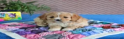 Cavapoo dogs for sale: Smartie - Ad 4