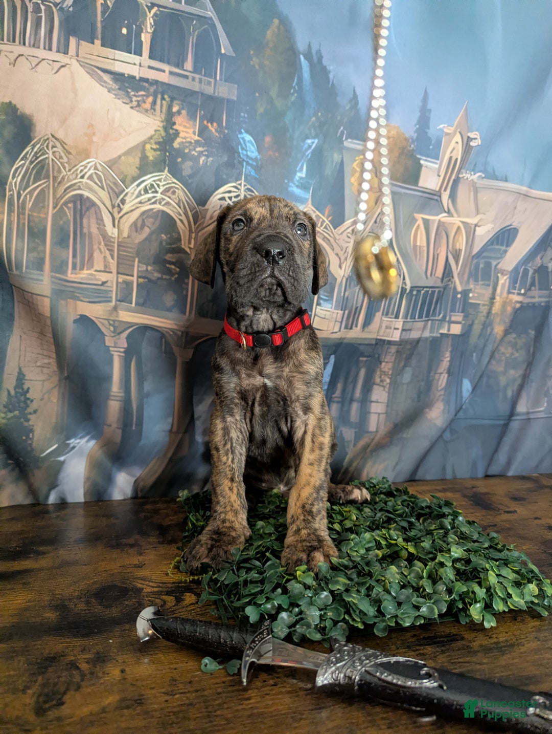Great Dane dogs for sale: Aragorn Brindle Male Great Dane Puppy  - Ad 4