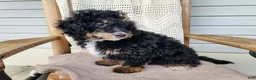 Mini Bernedoodle dogs for sale: Karly - Ad 13