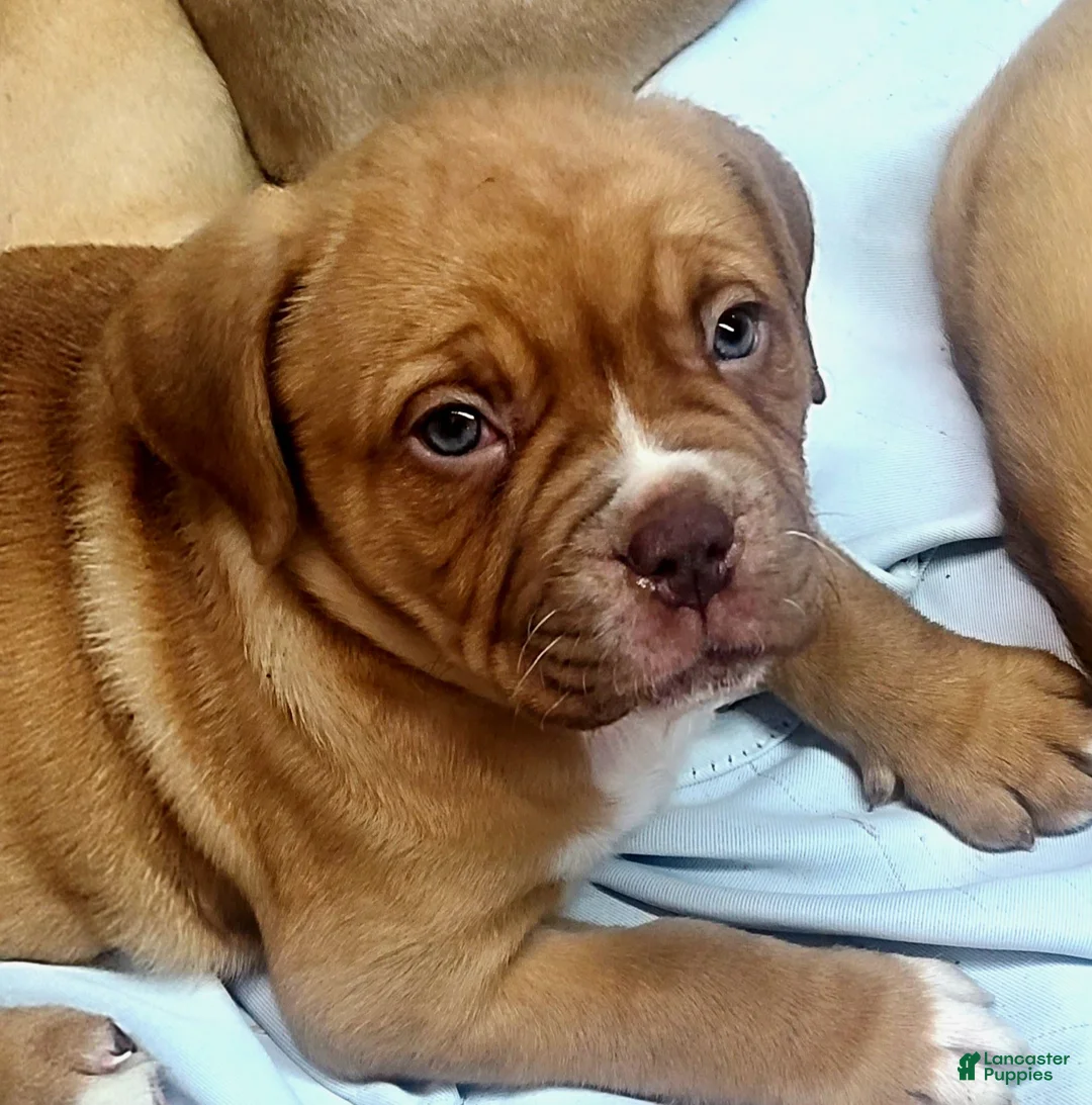 Dogue De Bordeaux dogs for sale: Dogue De Bordeaux Puppy 2 - Ad 3