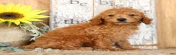Miniature Poodle dogs for sale: Nolan - Ad 3