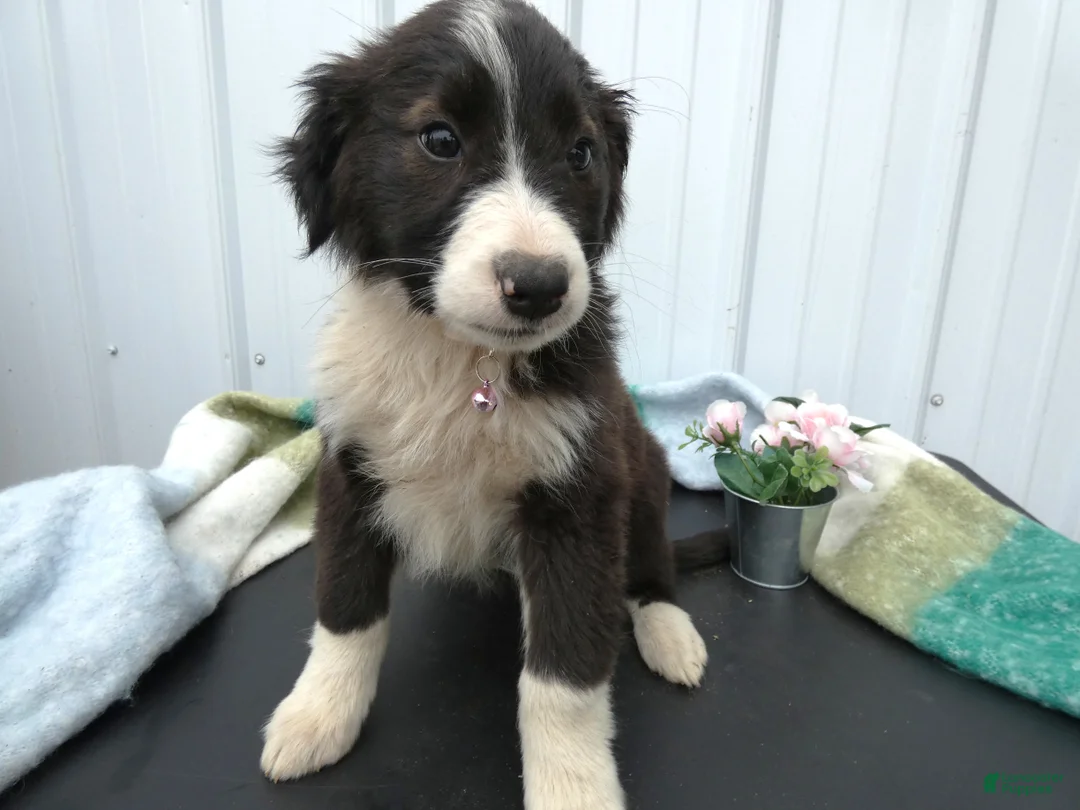 Border Collie dogs for sale: Border Collie Puppy 6 Patsy - Ad 2