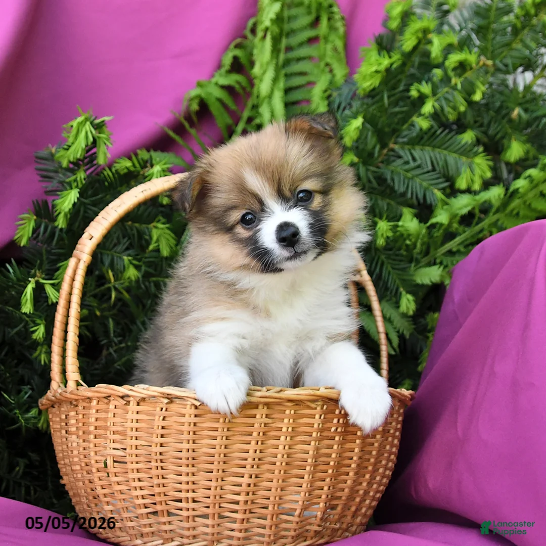 Pomeranian dogs for sale: Lucky - Ad 2